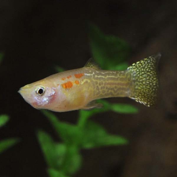 Lemon Cobra Guppy Group, Male